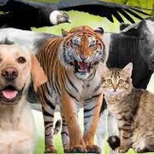 MEMOTEST DE ANIMALES