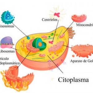 Partes de la célula