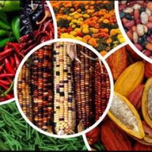 Dieta de la milpa