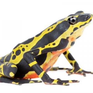 Anfibios