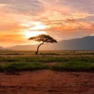 Quiz alimentación de los animales