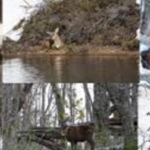 Fauna de la Patagonia