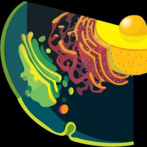 Biología celular