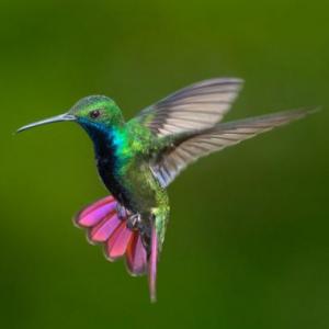 Los valientes colibríes