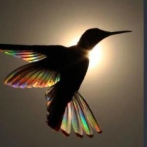 Los valientes colibríes