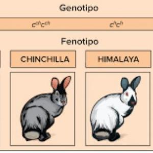 Fenotipos