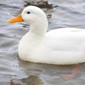 El pato