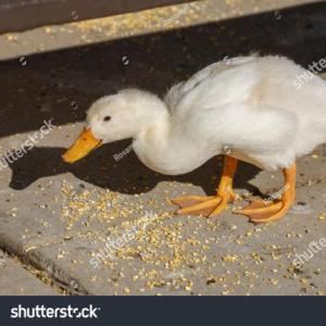 Patos