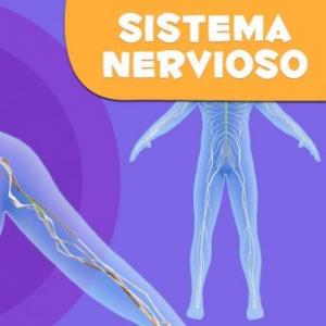 Sistema Nervioso