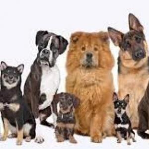 Las mascotas