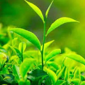 Recursos Naturales
