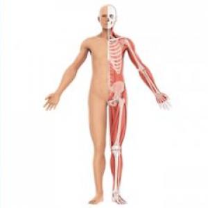 PARTES DEL CUERPO EN INGLÉS.