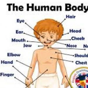 Vocabulario de las partes del cuerpo humano