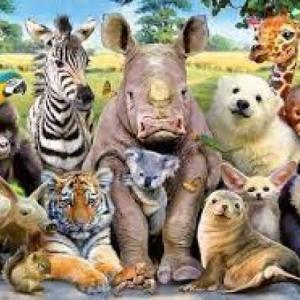 Animals