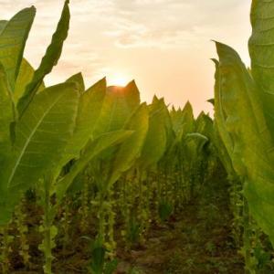 Trivia de la historia del consumo de tabaco
