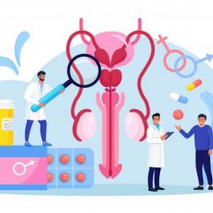 ITS, aparato reproductor y ciclo sexual.