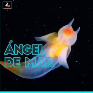 Imagen de portada del videojuego educativo: Ángel de mar, de la temática Ciencias