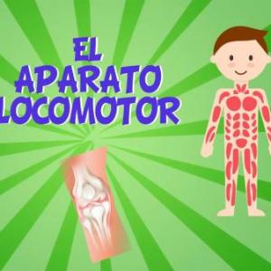 Aparato locomotor