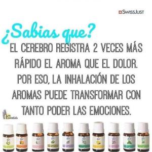 Memoria planta