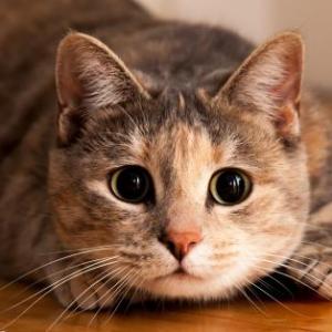 gatos