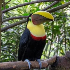 Imagen de portada del videojuego educativo: ¿Cómo evitar conflictos entre las personas y la fauna silvestre, y cómo cuidar a estos animales? , de la temática Biología