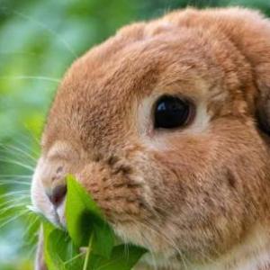 Identifico animales