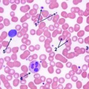Tejido sanguíneo y hematopoyesis