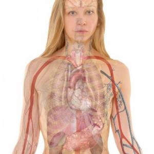 Partes del cuerpo