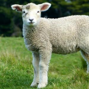 Animales
