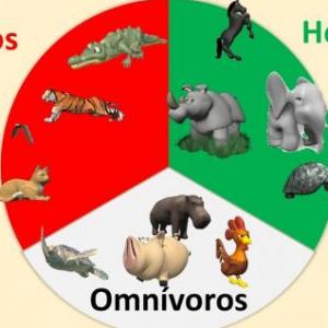 ¿De qué se alimentan los animales?