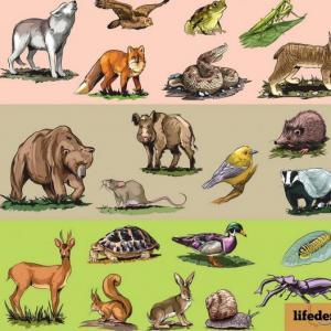 ¿De qué se alimentan los animales?