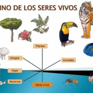 Seres vivos y célula