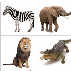 Animales Salvajes