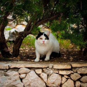 Animales Domésticos y Salvajes