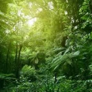 UN ENCUENTRO CON UN HUMANO EN LA SELVA 