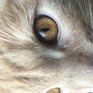 Quien Conoce al gato