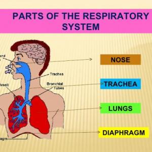 Imagen de portada del videojuego educativo: Respiratory System, de la temática Idiomas