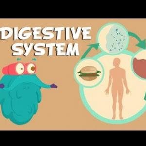 Imagen de portada del videojuego educativo: Human Digestive System, de la temática Idiomas