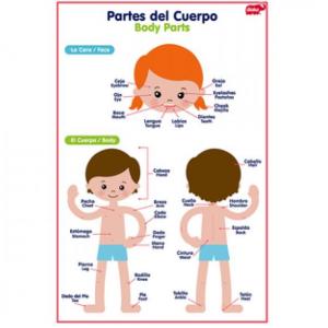 Conociendo el cuerpo humano