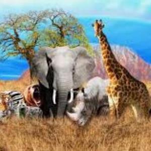QUIZ ABOUT ANIMALS