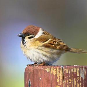 QUIZ ABOUT BIRDS