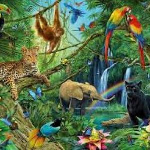 ANIMALS