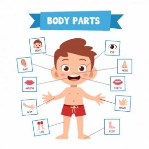 Imagen de portada del videojuego educativo: Partes del cuerpo, de la temática Artes