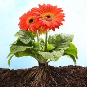 La función de las plantas