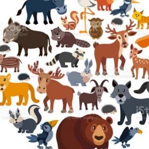 animales misteriosos