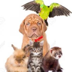 Adivinanzas Animal