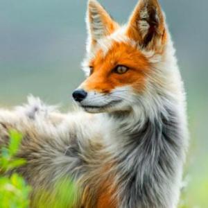 Animales y sus características