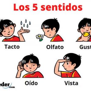 organos de los sentidos