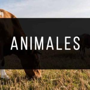 Animals