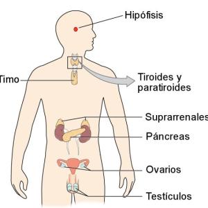 El sistema endocrino